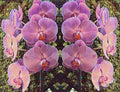 Orchids Galore Print Unisex , , , Long Sleeve Tee