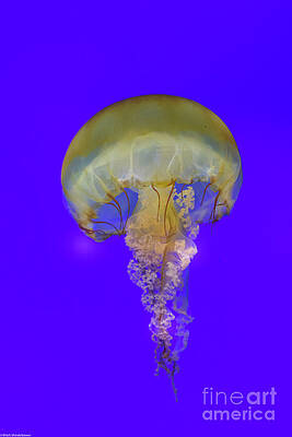 Pacific Sea Nettle Print Unisex , , , Long Sleeve Tee