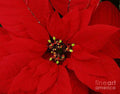 Poinsettia Vision # 1 Print Unisex , , , Long Sleeve Tee