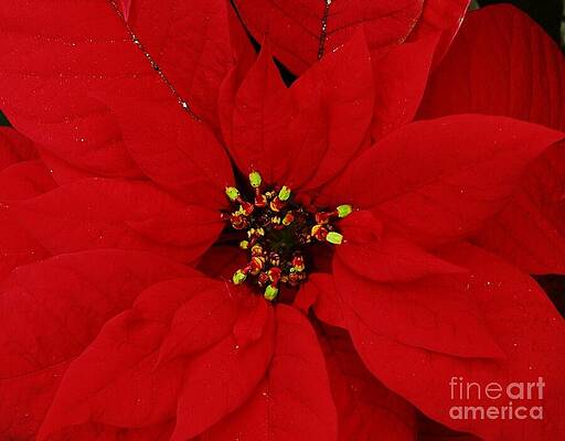Poinsettia Vision # 1 Print Unisex , , , Long Sleeve Tee