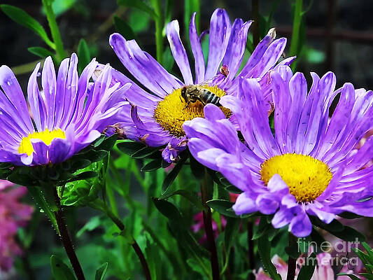 Purple Daisy And Honeybee Print Unisex , , , Long Sleeve Tee