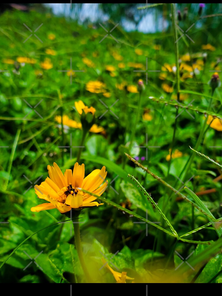 yellow flowers in green grass by Melquidedec Unisex , , , Long Sleeve Tee