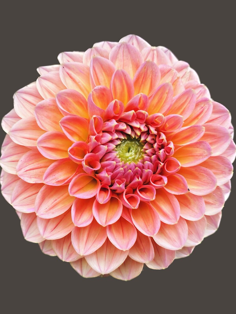 Pink Dahlia by Beardsall-Art Unisex , , , Long Sleeve Tee