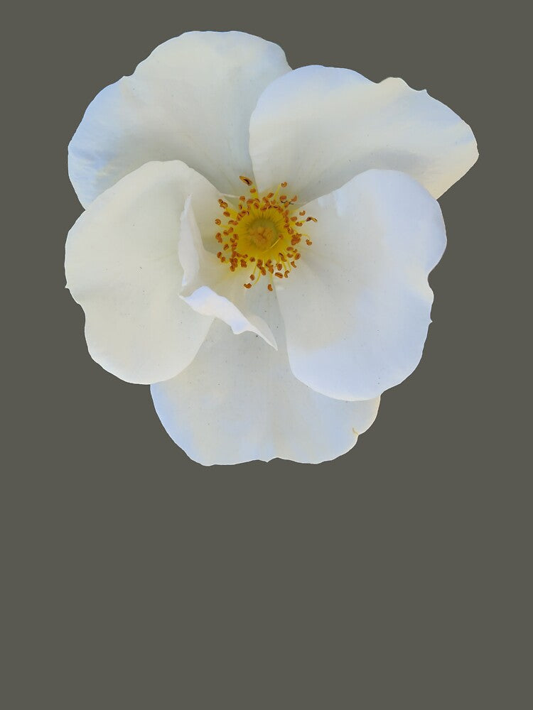 White Flower by Comfort-Station Unisex , , , Long Sleeve Tee