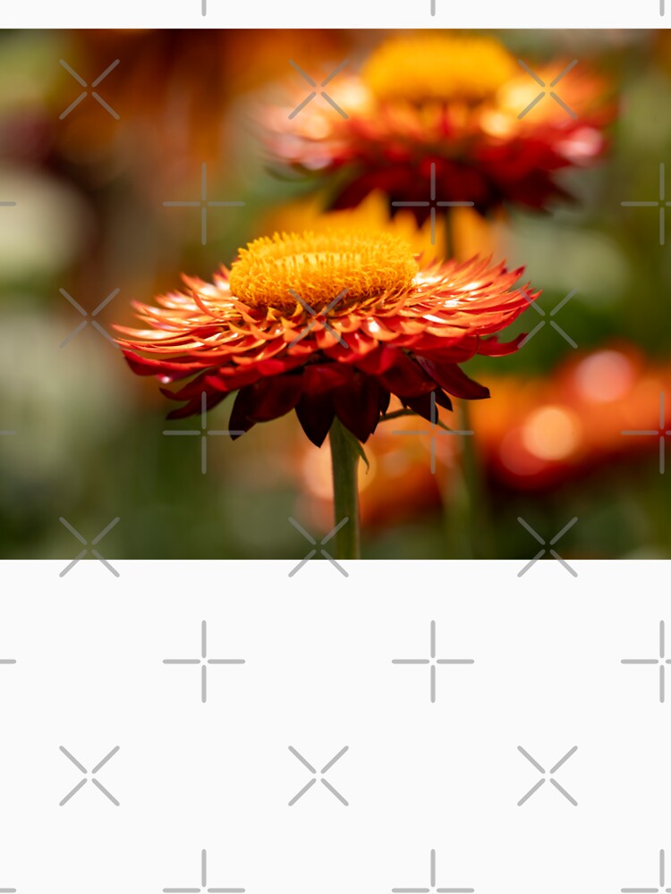 Beautiful Paper Daisy (Xerochrysum Bracteatum) Flower Closeup by Harmony Of The Mind Unisex , , , Long Sleeve Tee