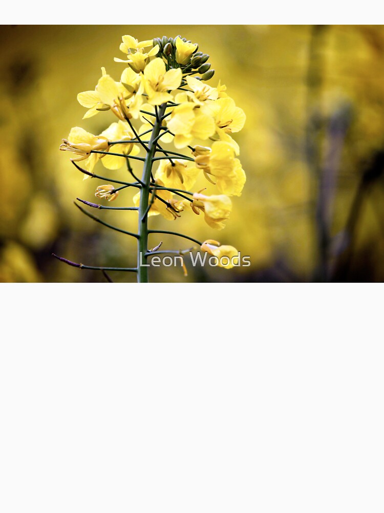 Wild Yellow Flower Close Up in Field | Bright Meadow Floral Nature Photography by leonwoods