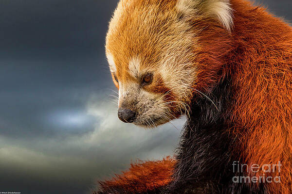 Red Panda Portrait 3 Print Unisex , , , Long Sleeve Tee