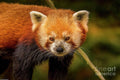 Red Panda Portrait 6 Print Unisex , , , Long Sleeve Tee