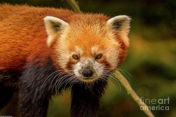 Red Panda Portrait 6 Print Unisex , , , Long Sleeve Tee