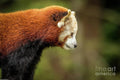 Red Panda Profile Print Unisex , , , Long Sleeve Tee