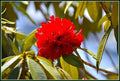 Red Rhododendron Print Unisex , , , Long Sleeve Tee