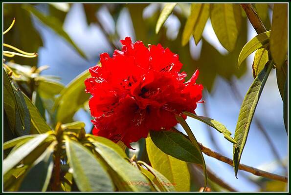 Red Rhododendron Print Unisex , , , Long Sleeve Tee