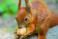 Red Squirrel Print Unisex , , , Long Sleeve Tee