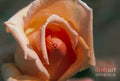Rose Bonnet Print Unisex , , , Long Sleeve Tee