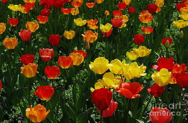Rows Of Tulips Print Unisex , , , Long Sleeve Tee