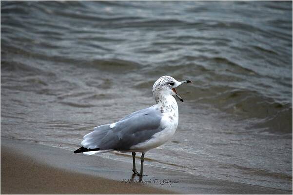 Sea Gull Calling Print Unisex , , , Long Sleeve Tee