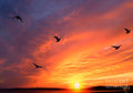 Seagulls And Sunset Print Unisex , , , Long Sleeve Tee