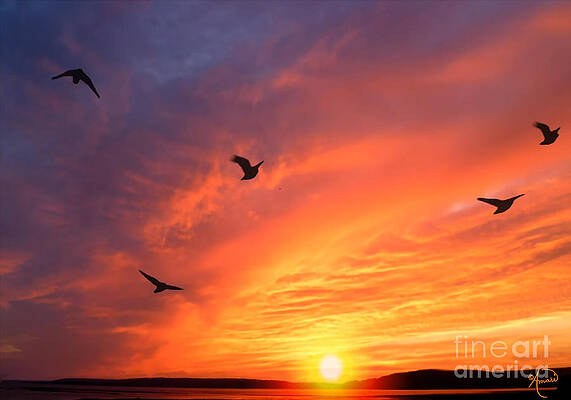 Seagulls And Sunset Print Unisex , , , Long Sleeve Tee