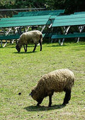 Sheep Grazing 2 Print Unisex , , , Long Sleeve Tee