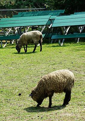 Sheep Grazing 2 Print Unisex , , , Long Sleeve Tee
