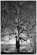 Spooky Tree Print Unisex , , , Long Sleeve Tee