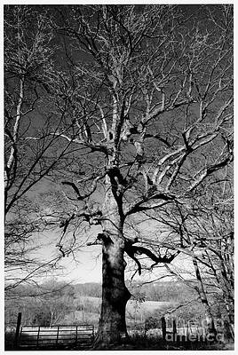 Spooky Tree Print Unisex , , , Long Sleeve Tee