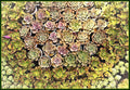 Succulent 2 Print Unisex , , , Long Sleeve Tee