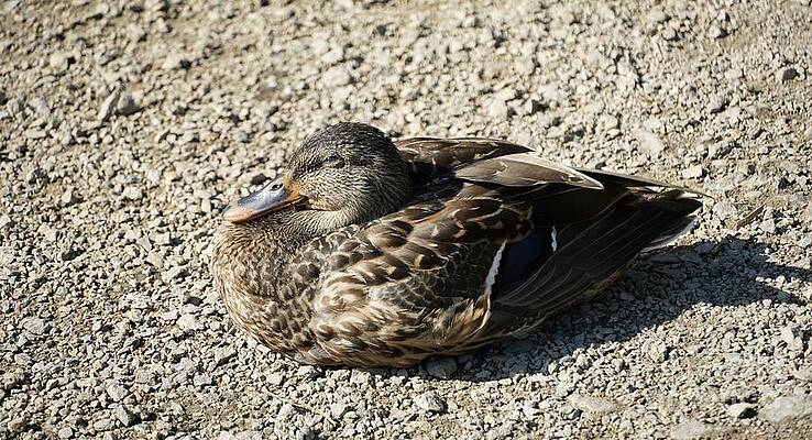 Sunbathing Duck Print Unisex , , , Long Sleeve Tee