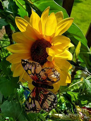 Sunflower And Butterfly Print Unisex , , , Long Sleeve Tee