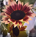 Sunflower Beauty Print Unisex , , , Long Sleeve Tee