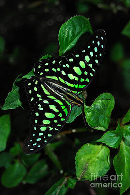 Tailed Jay Butterfly Print Unisex , , , Long Sleeve Tee