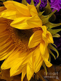 The Shy Sunflower Print Unisex , , , Long Sleeve Tee