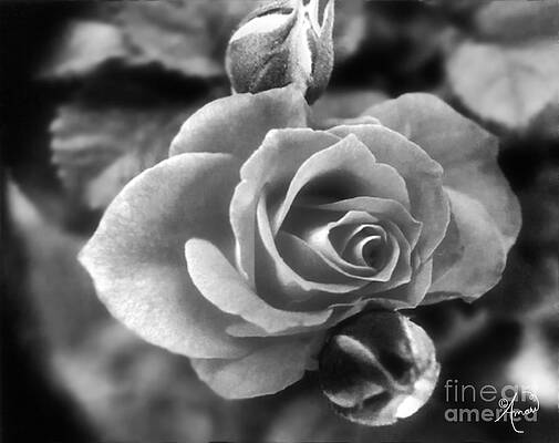 Timeless Rose Black And White Print Unisex , , , Long Sleeve Tee