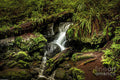 Trillium Falls Trail Print Unisex , , , Long Sleeve Tee