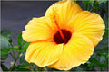 Tropical Hibiscus Print Unisex , , , Long Sleeve Tee