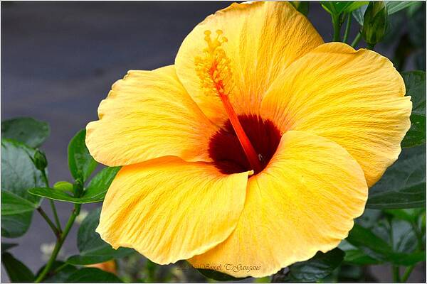 Tropical Hibiscus Print Unisex , , , Long Sleeve Tee