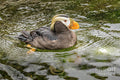 Tufted Puffin Print Unisex , , , Long Sleeve Tee