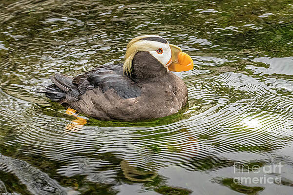 Tufted Puffin Print Unisex , , , Long Sleeve Tee