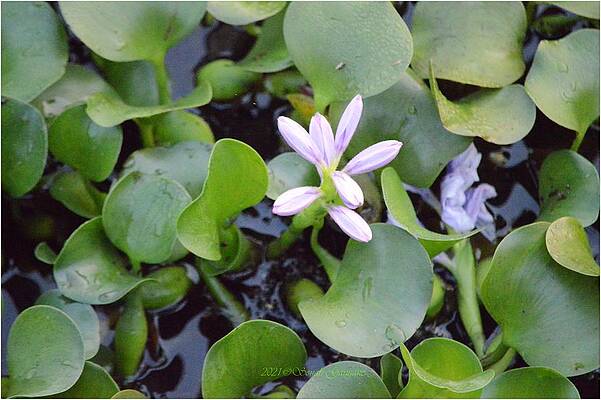 Water Hyacinth Print Unisex , , , Long Sleeve Tee