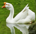 White Chinese Goose Print Unisex , , , Long Sleeve Tee