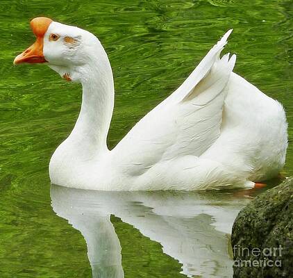 White Chinese Goose Print Unisex , , , Long Sleeve Tee