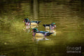 Wood Ducks Print Unisex , , , Long Sleeve Tee