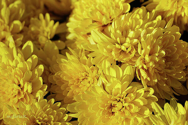 Yellow Chrysanthemums Print Unisex , , , Long Sleeve Tee