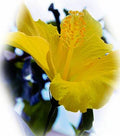 Yellow Hibiscus Print Unisex , , , Long Sleeve Tee